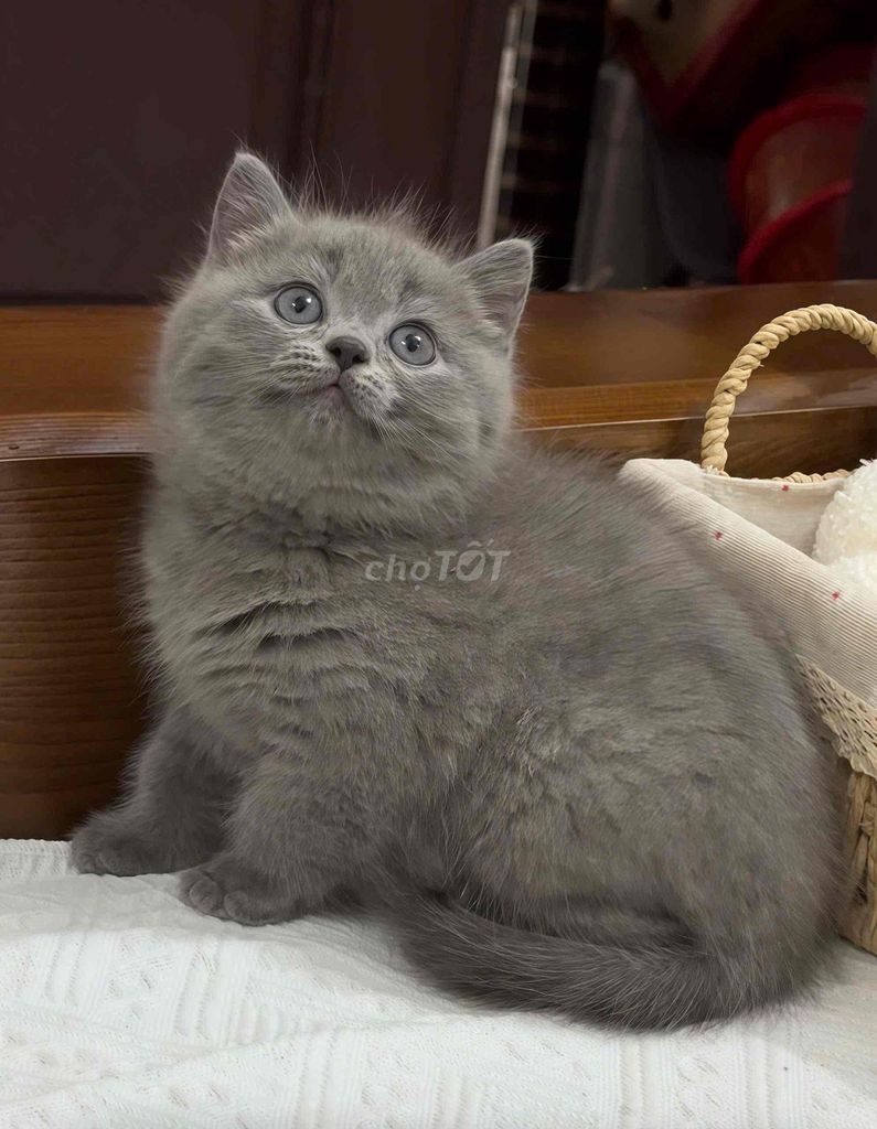 Tìm nhà mới cho mèo. Mua bán Mèo tại Thành phố Nha Trang Khánh Hòa được đăng bởi Nguyễn Tuyết hình 1