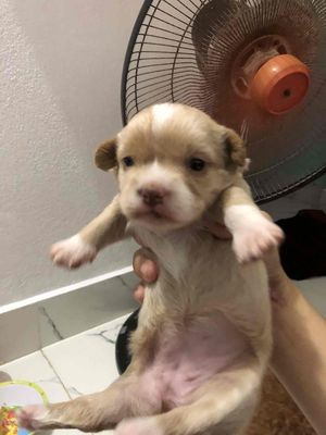 Chó con màu vàng kem