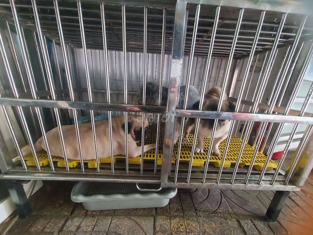 Chó Pug, Boodle 3 bé. Mua bán Chó tại Thành phố Thủ Đức Tp Hồ Chí Minh được đăng bởi pham dưc thuan hình 1