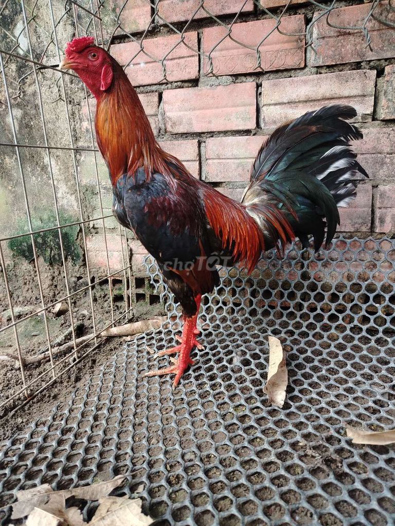 cần bán con gà nồi đẻn 1k5. Mua bán Gà tại Huyện Long Hồ Vĩnh Long được đăng bởi Thành hình 1