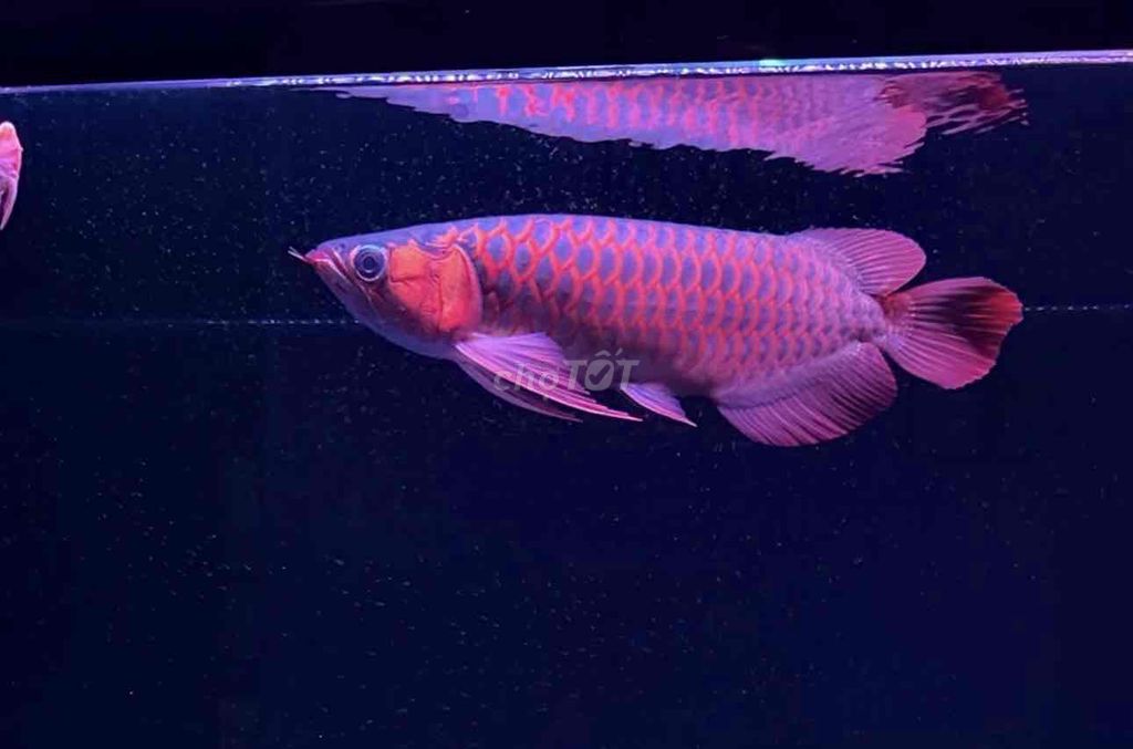 Cá cảnh Huyết long 45/47 Đỏ. Mua bán Thú cưng khác tại Quận Bình Tân Tp Hồ Chí Minh được đăng bởi DK UV Led  hình 1
