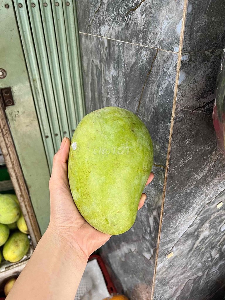 Xoài tứ quý. Mua bán Đồ ăn, thực phẩm và các loại khác tại Quận 4 Tp Hồ Chí Minh được đăng bởi Thoa Truong hình 1