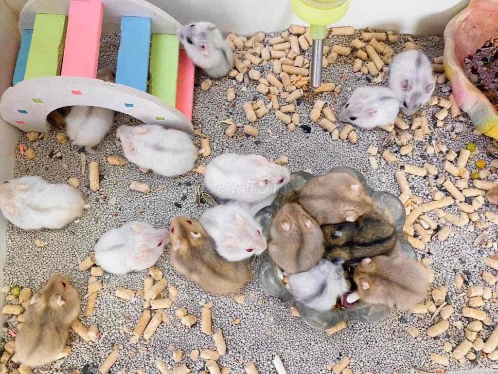 Chuột Hamster Winter White 1 tháng. Mua bán Thú cưng khác tại Quận 8 Tp Hồ Chí Minh được đăng bởi Nguyên hình 1