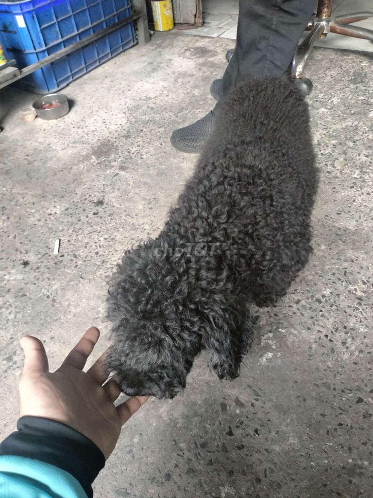 Nhà không có thời gian chăm sóc cần ra đi e cún