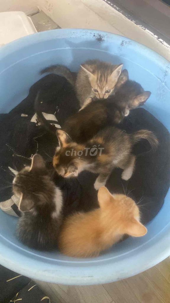 Mèo ta. Mua bán Mèo tại Quận Cầu Giấy Hà Nội được đăng bởi Lại Khánh hình 1