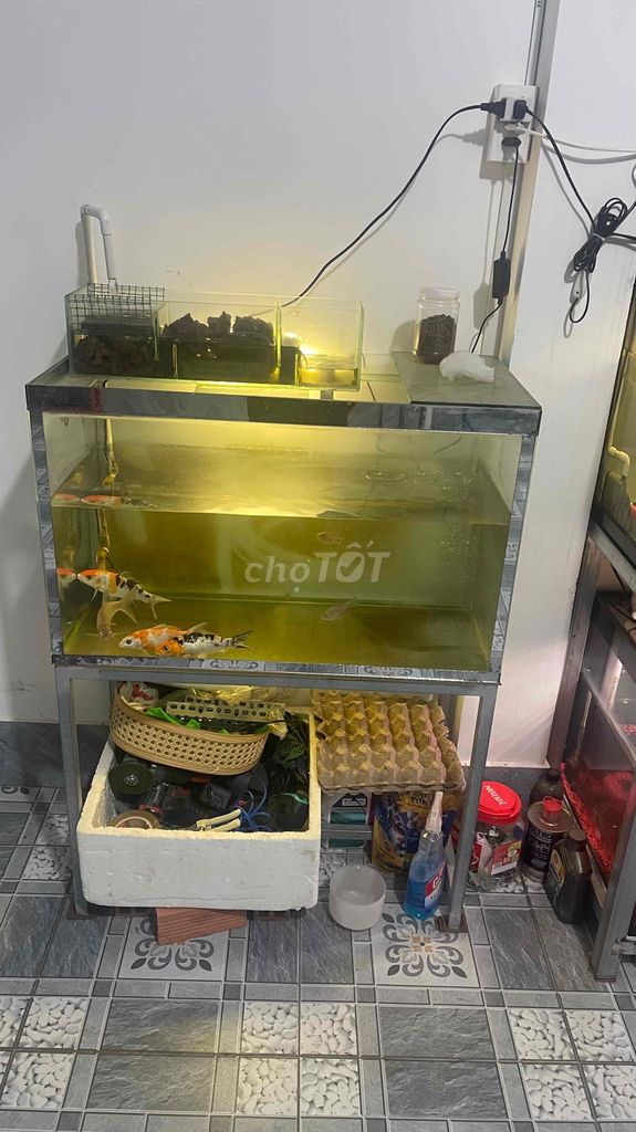 hồ 80 40 40 lun chân. Mua bán Phụ kiện, Thức ăn, Dịch vụ tại Huyện Hòa Thành Tây Ninh được đăng bởi Phạm Thông hình 1