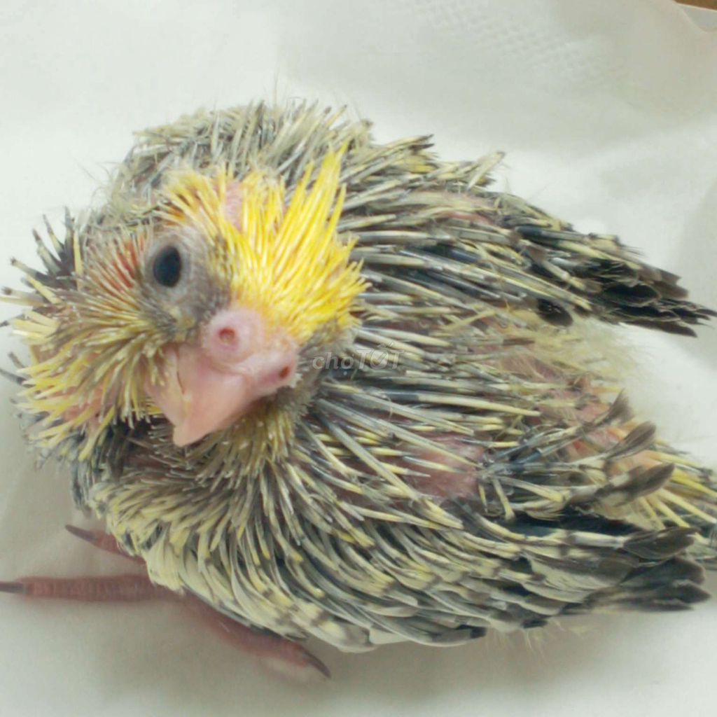 Vẹt Cockatiel Xám vàng pied. Mua bán Chim tại Huyện Long Điền Bà Rịa - Vũng Tàu được đăng bởi Tuyen Pham hình 1