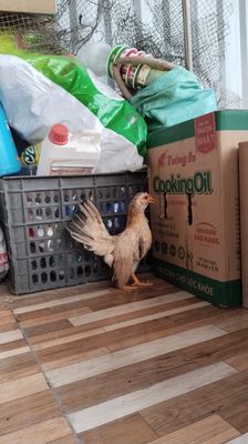 Mái serama khét chuối mặt đỏ!. Mua bán Gà tại Quận 12 Tp Hồ Chí Minh được đăng bởi Nguyễn Hoài Nam