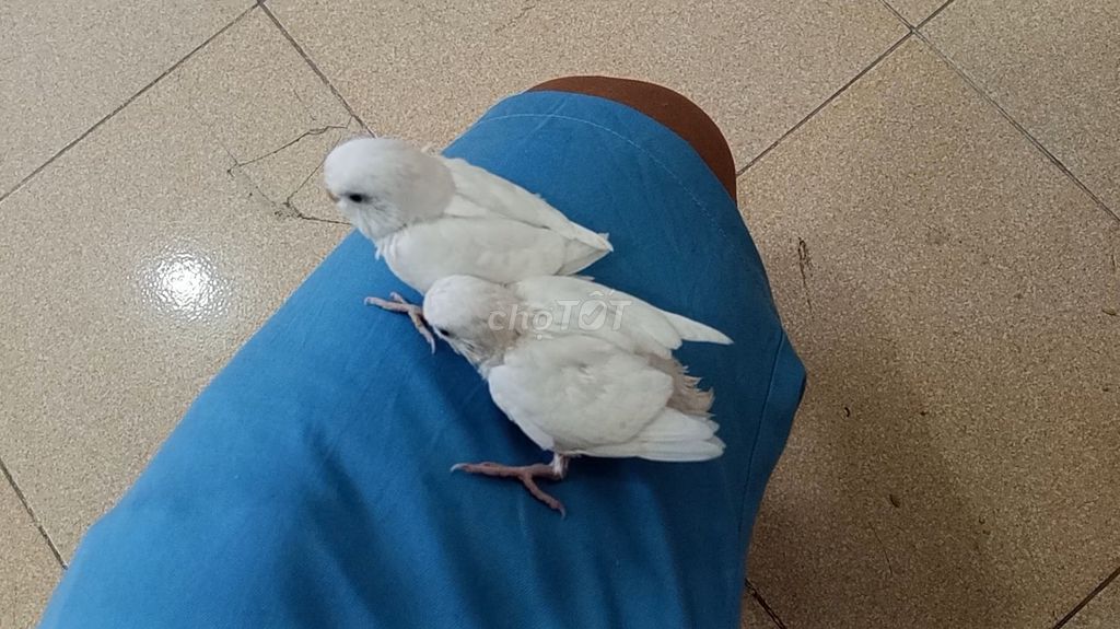 Vẹt mào Cockatiel & Yến Phụng. An Sương. Mua bán Chim tại Quận 12 Tp Hồ Chí Minh được đăng bởi VetViet hình 5