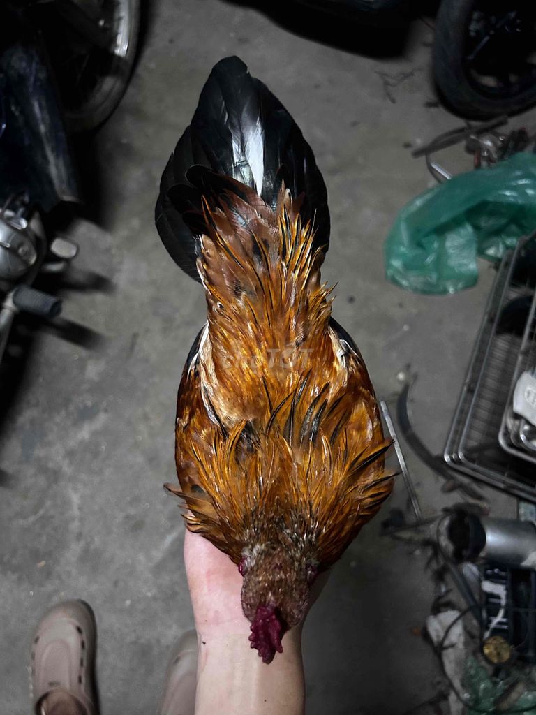 Gà trống màu Nâu Đen. Mua bán Gà tại Huyện Đông Anh Hà Nội được đăng bởi Hung Chu hình 1