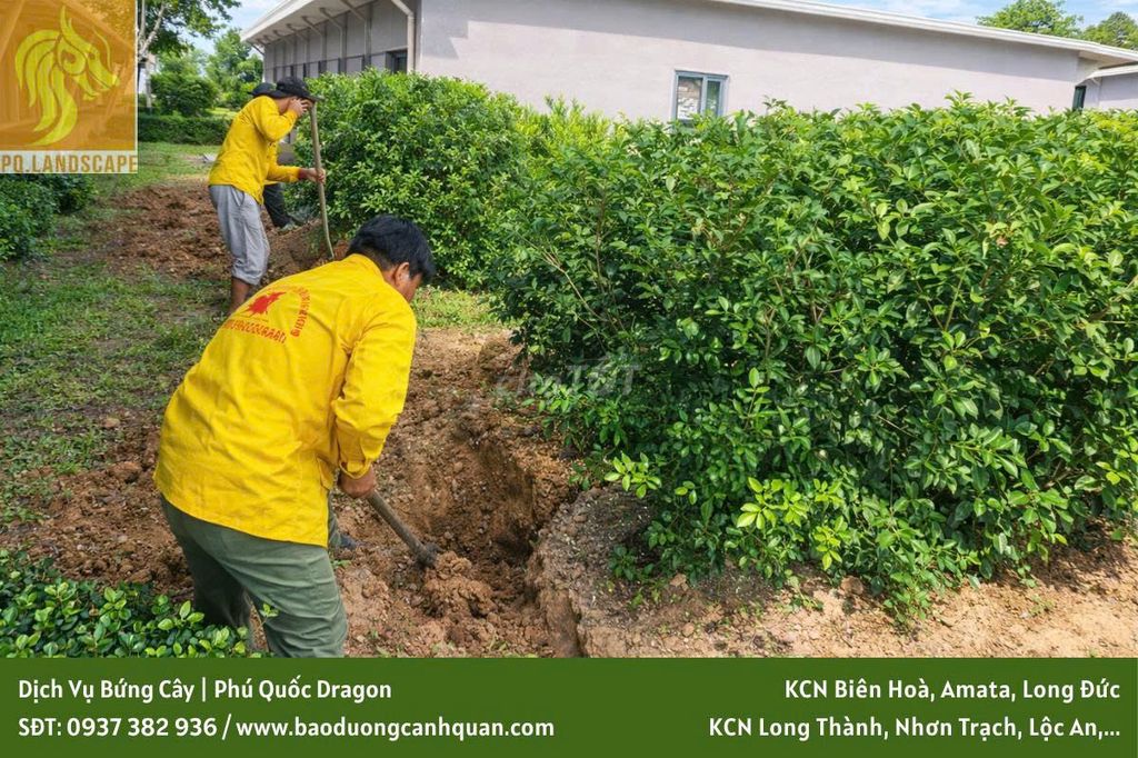 Phú Quốc Dragon Chăm sóc cảnh quan Đồng Nai. Dịch vụ tại Thành phố Biên Hòa Đồng Nai được đăng bởi Quang Minh Landscape hình 1