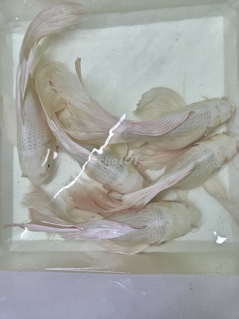 Chép sư tử short cối 35-40cm to khủng. Mua bán Thú cưng khác tại Thành phố Thủ Đức Tp Hồ Chí Minh được đăng bởi Cá cảnh sỉ DK hình 4