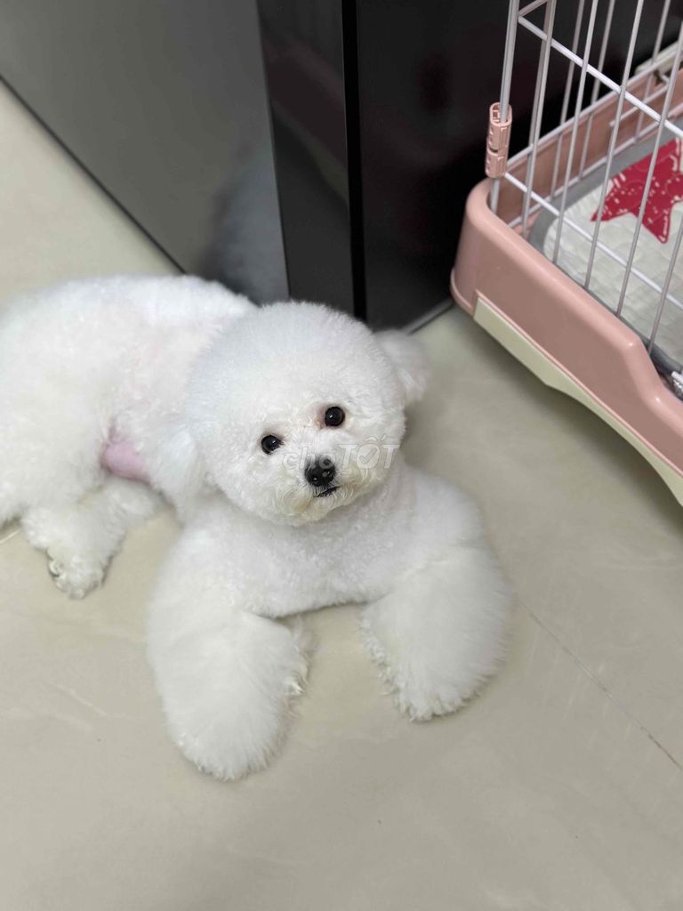 Chó Poodle cái màu Xám. Mua bán Chó tại Quận Tân Bình Tp Hồ Chí Minh được đăng bởi Aidan Duong hình 4