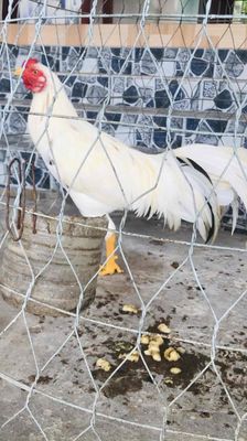 trống tơ phủ địa. Mua bán Gà tại Huyện Mang Thít Vĩnh Long được đăng bởi Hưng Quoc