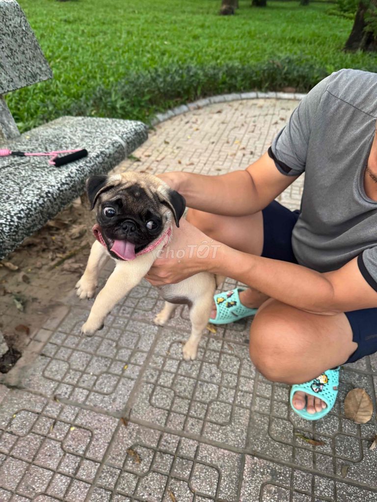 Chó Pug 3 tháng tuổi cực đẹp. Mua bán Chó tại Quận Hai Bà Trưng Hà Nội được đăng bởi Hoang Giang hình 4