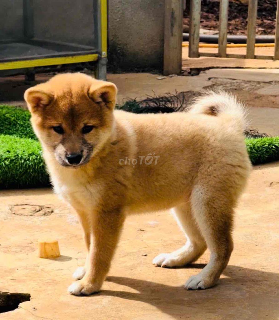 shiba nhà nuôi. thuần chủng 100%. nhả vía đầu năm