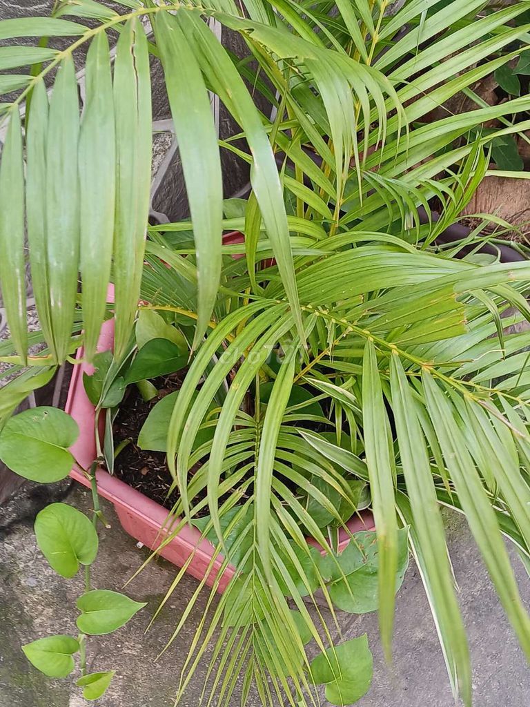 Thanh lý chậu cau vàng. Mua bán Cây cảnh, đồ trang trí tại Quận Tân Bình Tp Hồ Chí Minh được đăng bởi Nhung hình 1