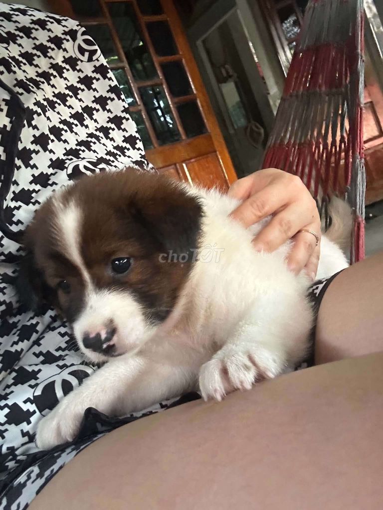 Chó Phú Quốc lai F1, tam sắc, Nâu trắng đen. Mua bán Chó tại Thành phố Đông Hà Quảng Trị được đăng bởi BS Lee Nam Hoo hình 1