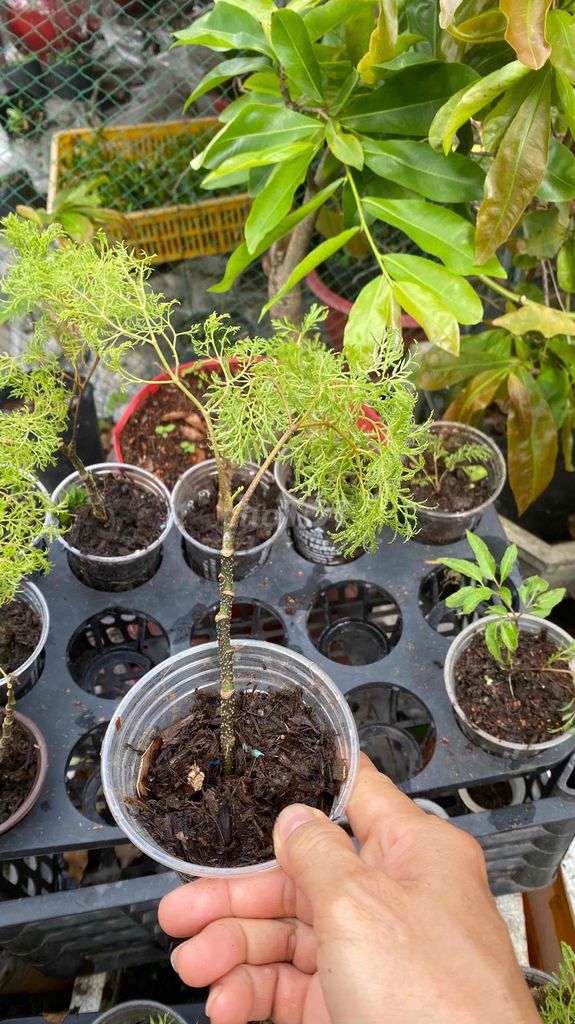 Cây cảnh Đinh lăng lá kim. Mua bán Cây cảnh, đồ trang trí tại Huyện Bình Chánh Tp Hồ Chí Minh được đăng bởi Nguyễn Thị Thuỳ Lan hình 1
