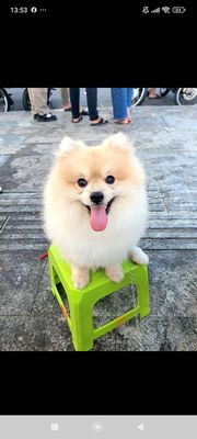 Bé đực 2 tuổi. Mua bán Chó tại Quận 1 Tp Hồ Chí Minh được đăng bởi Vân Ngô