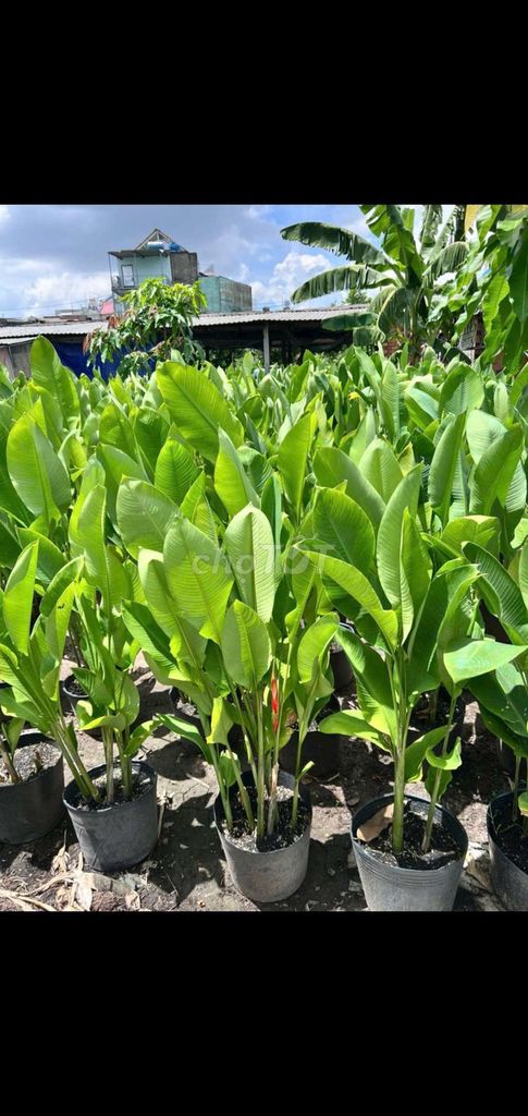 cây💚 chuối cảnh ❤️các loại, đỏ, cam❤️. Mua bán Cây cảnh, đồ trang trí tại Quận Gò Vấp Tp Hồ Chí Minh được đăng bởi Tô Kem  hình 1