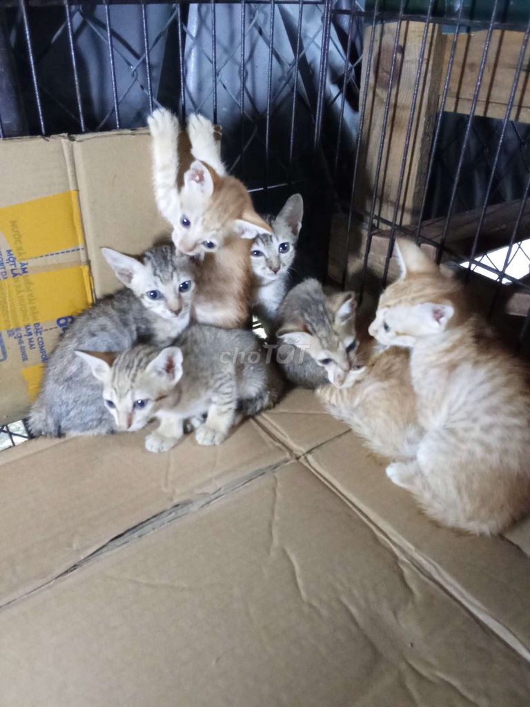 Tìm chủ yêu thương đón nhận. Mua bán Mèo tại Thành phố Thuận An Bình Dương được đăng bởi An Phuong hình 2