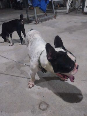 pull pháp. Mua bán Chó tại Huyện Châu Thành Tây Ninh được đăng bởi Phong Nguyen