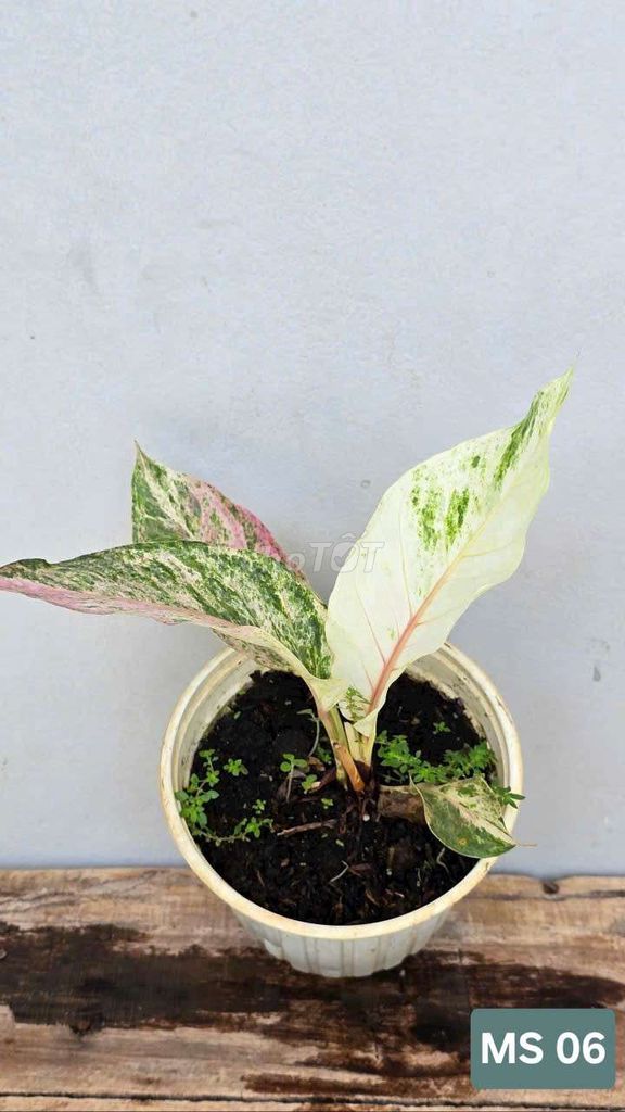 Anthurium Hookeri Var. Mua bán Cây cảnh, đồ trang trí tại Huyện Lấp Vò Đồng Tháp được đăng bởi Cây Cảnh Mộc Uyển Thanh  hình 6