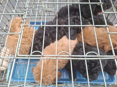 Chó Poodle 2 tháng nhiều màu