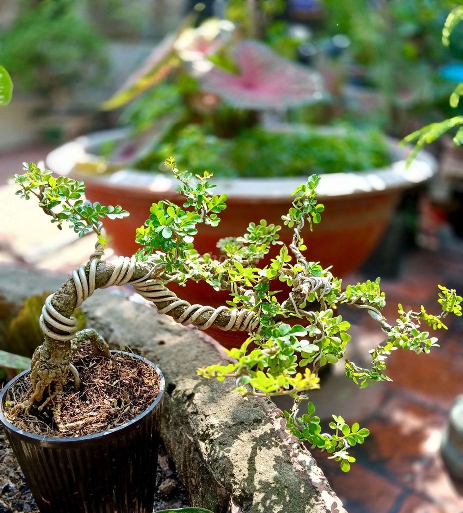 Cây cảnh Cần thăng . Mua bán Cây cảnh, đồ trang trí tại Quận Tân Phú Tp Hồ Chí Minh được đăng bởi Cây cảnh sàigòn hình 1