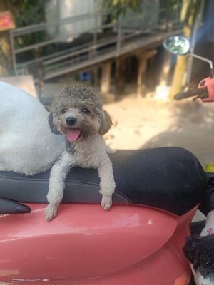 Chó Poodle tiny đực 5 tháng