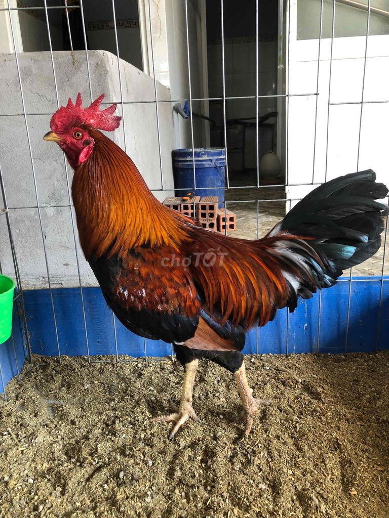 Gà trống Nâu đỏ Đực 2.5kg Zin. Mua bán Gà tại Huyện Châu Thành Sóc Trăng được đăng bởi Tăng Thiện Tín hình 1