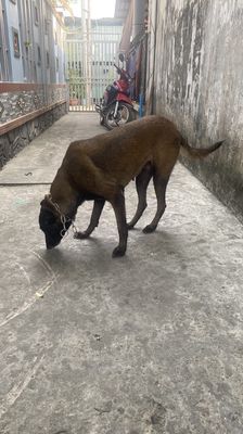 Chó Bec Bỉ Nâu đen