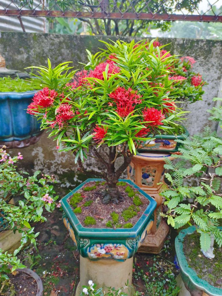 Cây Trang Thái lá tùng bonsai cao 50cm