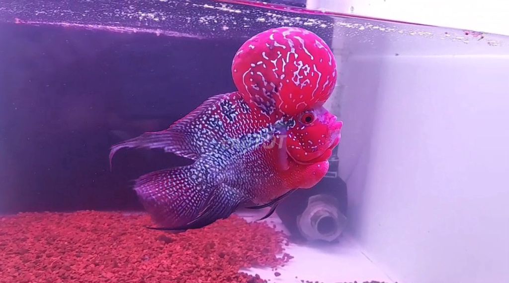 Cá la hán đỏ, short body, 4 ngón. Giá 1tr5. Mua bán Thú cưng khác tại Quận Cái Răng Cần Thơ được đăng bởi Tấn Lực Trần hình 1