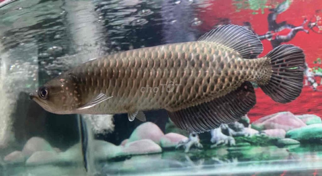 Cá cảnh Kim long úc 30cm Nâu xám. Mua bán Thú cưng khác tại Quận Bình Tân Tp Hồ Chí Minh được đăng bởi Mê Cá hình 1