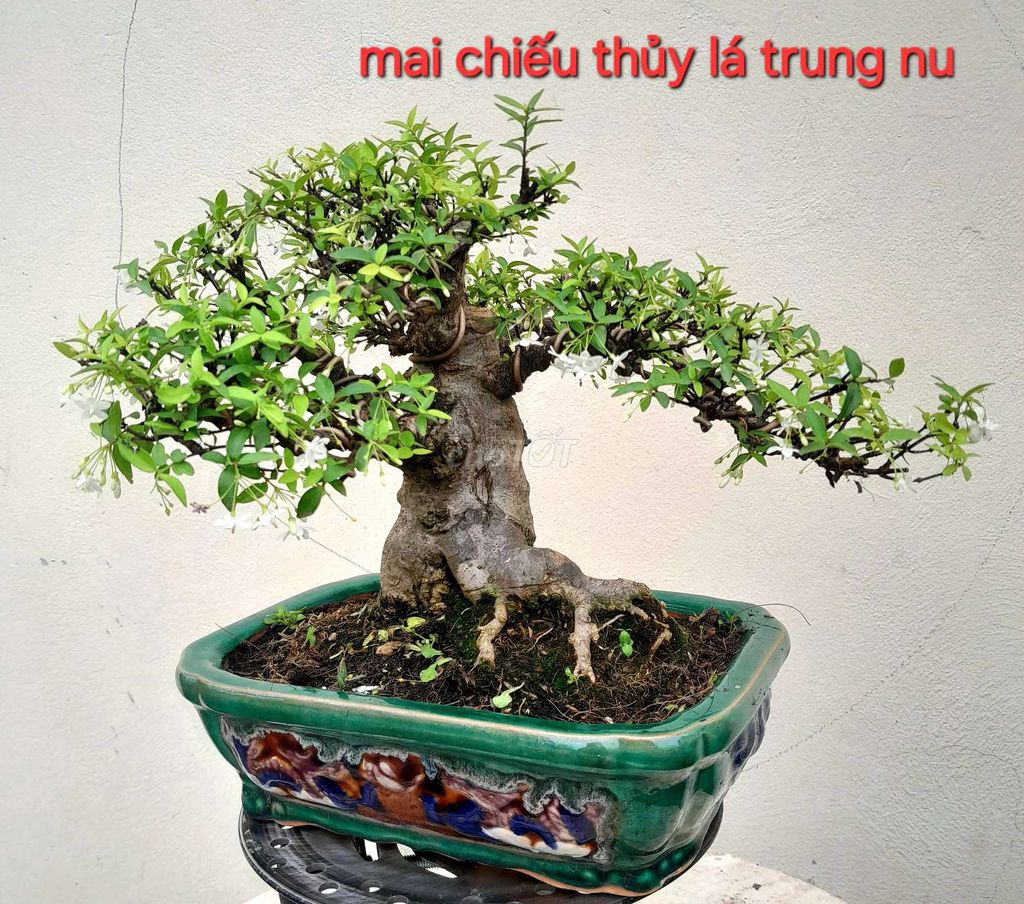 Mai chiếu thủy lá trung để bàn hoa thơm