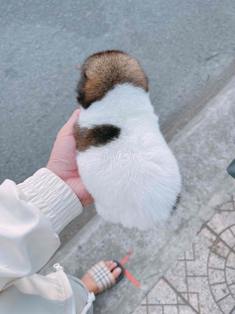 Chó mini. Mua bán Chó tại Thành phố Vĩnh Long Vĩnh Long được đăng bởi Bình hình 1