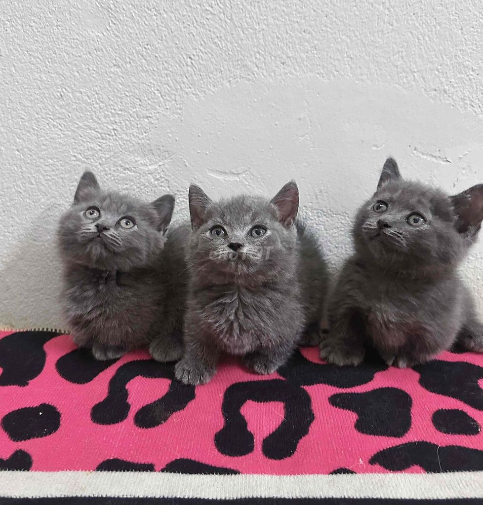 cần gả mấy bé xám xanh ạ. Mua bán Mèo tại Quận 12 Tp Hồ Chí Minh được đăng bởi Anhh Thư hình 1