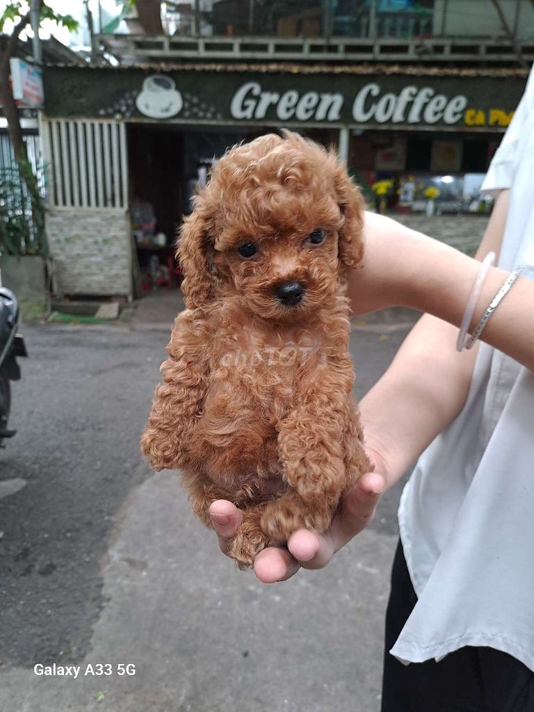 Poodle tini _teacup tìm chủ yêu thương