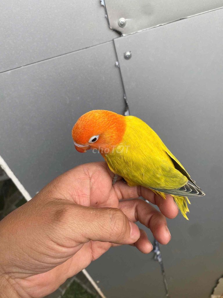 Lovebird non màu đẹp nuôi thuần