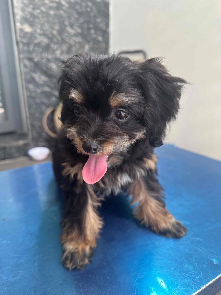 Tìm nhà mới cho boss. Mua bán Chó tại Huyện Cần Giuộc Long An được đăng bởi Tên chưa cung cấp hình 1