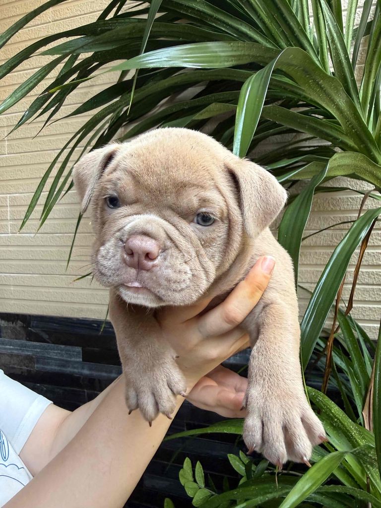 Chó American Bully cả hai 2 tháng. Mua bán Chó tại Quận Ngũ Hành Sơn Đà Nẵng được đăng bởi Karina hình 1