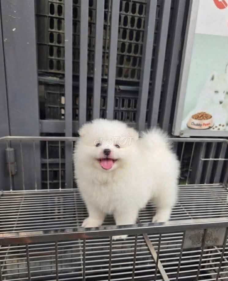 Chó Pom thuần chủng Trắng Đực/Cái. Mua bán Chó tại Thành phố Tam Kỳ Quảng Nam được đăng bởi Hà Chi Nguyễn hình 1
