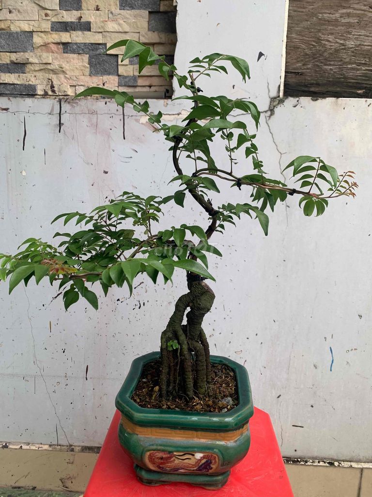 khế nhật bonsai mini để bàn,cây đang hoa