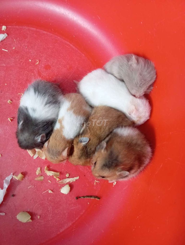 Chuột hamster đủ các dòng