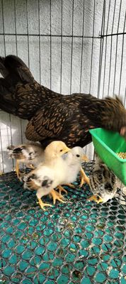 Gà tre Bắc con. Mua bán Gà tại Huyện Cao Lãnh Đồng Tháp được đăng bởi Nhựt 