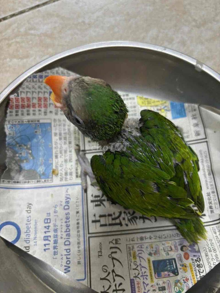 Vẹt cảnh Xanh nói giỏi. Mua bán Chim tại Quận Bình Tân Tp Hồ Chí Minh được đăng bởi Soa Duong hình 1