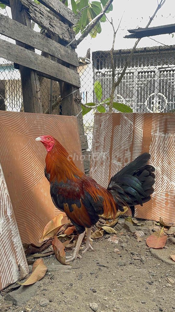 Điều 1kg4 cho AE chơi Khu Phố !!. Mua bán Gà tại Huyện Trảng Bom Đồng Nai được đăng bởi Dan Pham hình 1