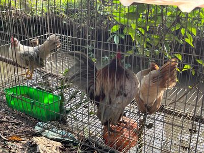 Bộ nọc giống đang ss. Mua bán Gà tại Quận Ô Môn Cần Thơ được đăng bởi Doong Hoo